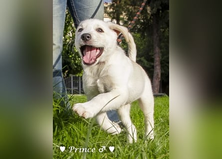 Peppito  und Prince  suchen ein Zuhause Peppito  und Prince  suchen ein Zuhause