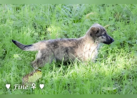 Felicita, Felix, Flori, Fanny, Frida und Fine suchen ab Ende Dezember ein Zuhause