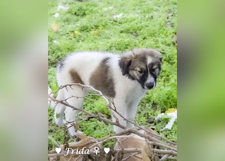 Felicita, Felix, Flori, Fanny, Frida und Fine suchen ab Ende Dezember ein Zuhause