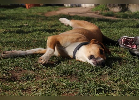 Verschmuste Familienhündin Nellie sucht ihr Zuhause - In der Südpfalz zu besuchen