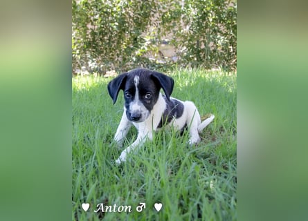 Ada,  Anton, Albert und Argos  suchen ab Mitte November ein Zuhause