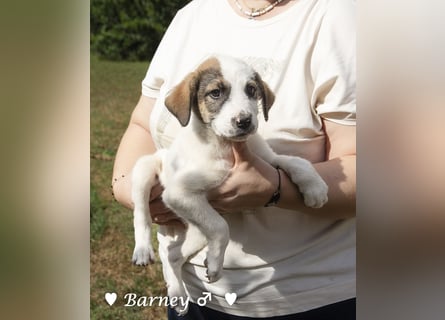 Bella, Bibi und Bina suchen ab Mitte November ein Zuhause