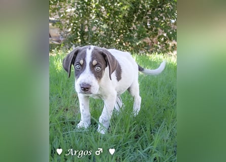 Ada,  Anton, Albert und Argos  suchen ab Mitte November ein Zuhause
