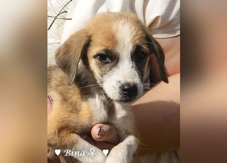 Bella, Bibi und Bina suchen ab Mitte November ein Zuhause