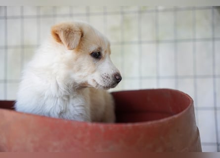 Unsere süßen Schneeflocken suchen ein Zuhause