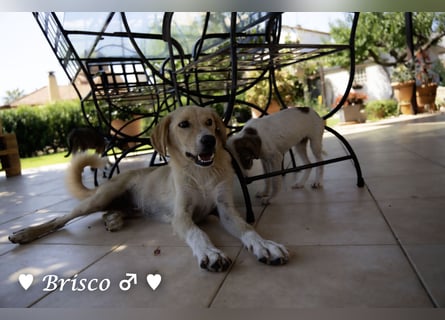 Kelly, Lucky und Brisco suchen ein Zuhause