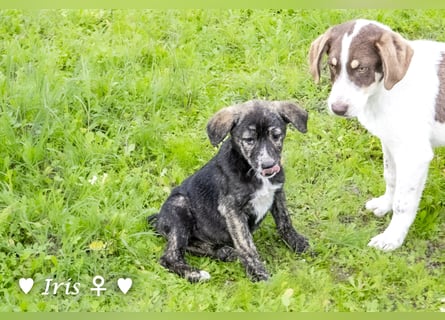 Ira, Iris und Izzy suchen ab Januar ein Zuhause