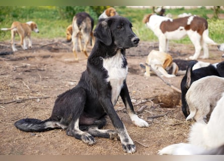 Darios, Dakis und Damon suchen ein Zuhause