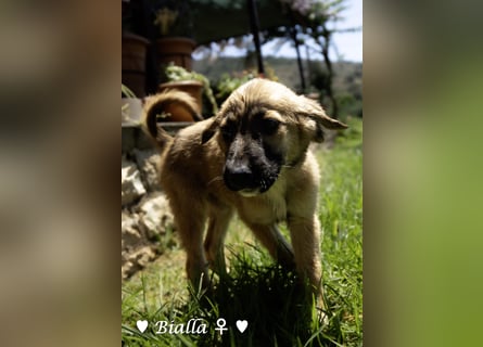 Bacardi, Biala, Babette und Bizou suchen ab August ihr Zuhause