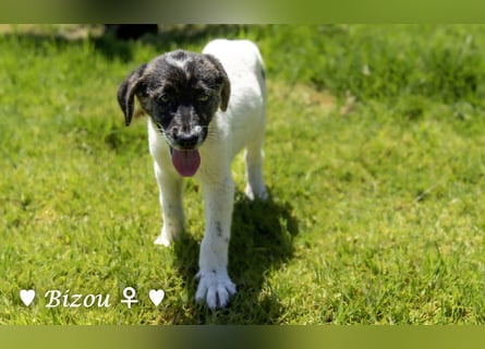 Bacardi, Biala, Babette und Bizou suchen ab August ihr Zuhause