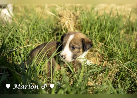 Der kleine Marlon sucht ein Zuhause (zur Pflege in SH)