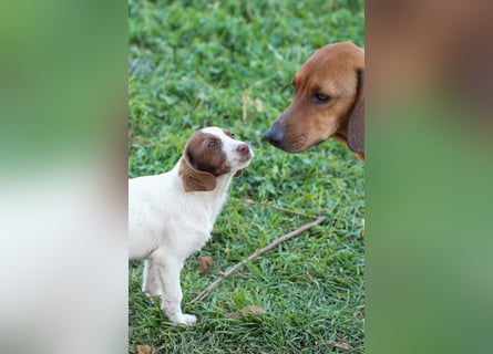 Familienhündin Luna sucht ein Zuhause