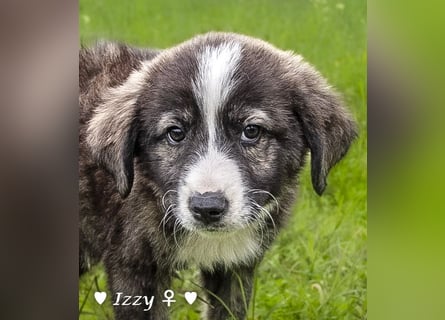 Ira, Iris und Izzy suchen ab Januar ein Zuhause