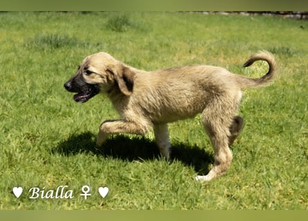Bacardi, Biala, Babette und Bizou suchen ab August ihr Zuhause