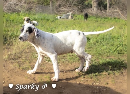 Sparky  sucht ein Zuhause