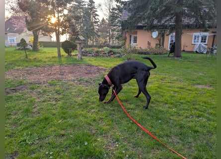 Zwei Hunde (Rüden), 4 Jahre alt, suchen liebevolles Zuhause in Privathand