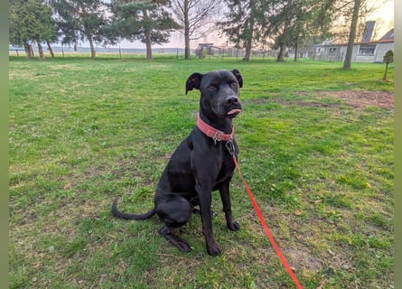 Zwei Hunde (Rüden), 4 Jahre alt, suchen liebevolles Zuhause in Privathand