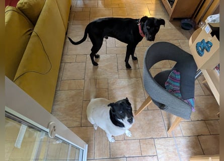 Zwei Hunde (Rüden), 4 Jahre alt, suchen liebevolles Zuhause in Privathand