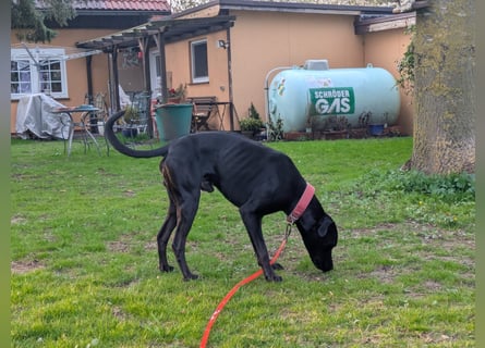 Zwei Hunde (Rüden), 4 Jahre alt, suchen liebevolles Zuhause in Privathand