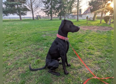 Zwei Hunde (Rüden), 4 Jahre alt, suchen liebevolles Zuhause in Privathand