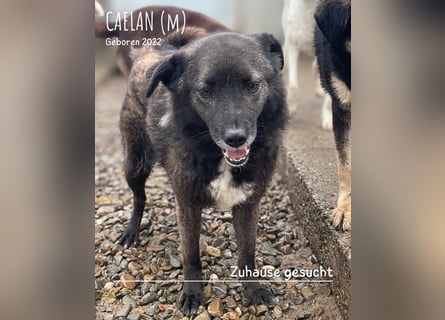Caelan ein Hund aus Reihe zwei möchte gesehen werden