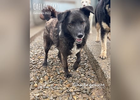 Caelan ein Hund aus Reihe zwei möchte gesehen werden