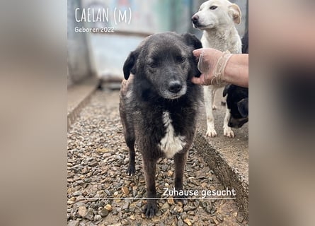 Caelan ein Hund aus Reihe zwei möchte gesehen werden