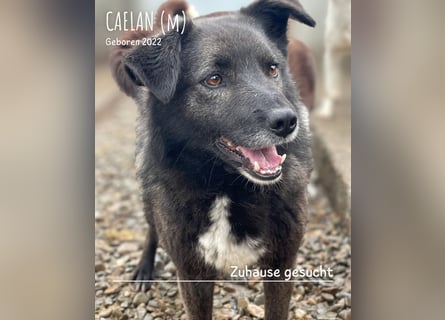 Caelan ein Hund aus Reihe zwei möchte gesehen werden