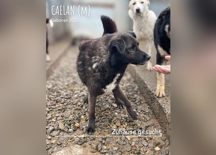 Caelan ein Hund aus Reihe zwei möchte gesehen werden