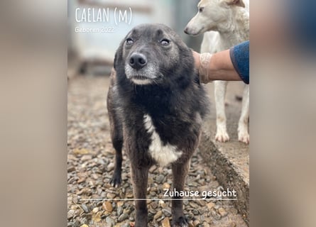 Caelan ein Hund aus Reihe zwei möchte gesehen werden