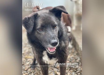 Caelan ein Hund aus Reihe zwei möchte gesehen werden