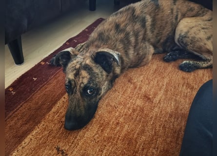 ❤️ Ein lieber, sensibler Hund sucht sein Für-immer-Zuhause