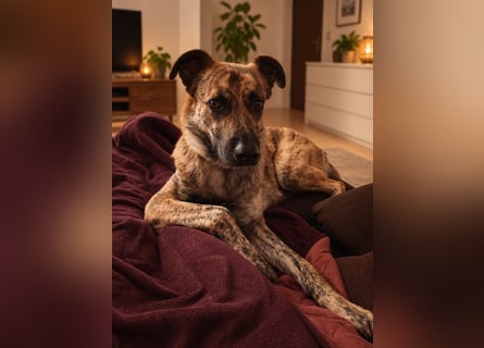 ❤️ Ein lieber, sensibler Hund sucht sein Für-immer-Zuhause