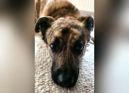 ❤️ Ein lieber, sensibler Hund sucht sein Für-immer-Zuhause