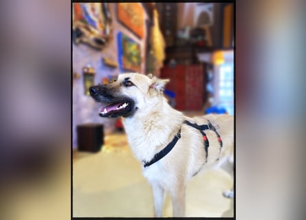 Eine echte Seele, auf der Suche nach ihren Seelens-Menschen!