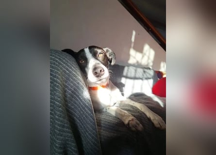 Aufgeweckter Junghund Ozzy