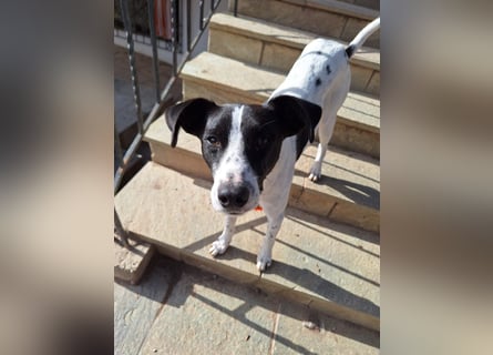 Aufgeweckter Junghund Ozzy