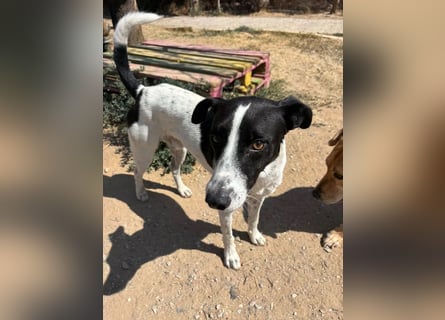 Ozzy - aufgeweckter Junghund sucht seine Menschen