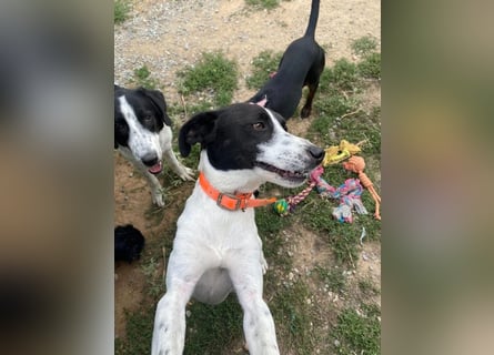 Ozzy - aufgeweckter Junghund sucht seine Menschen