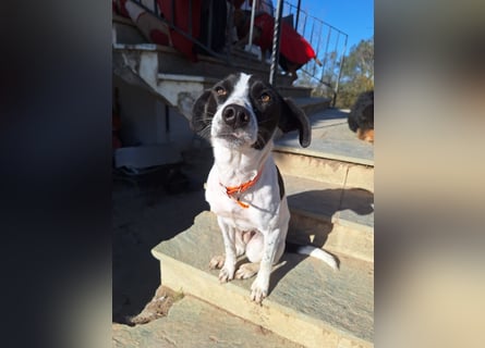 Aufgeweckter Junghund Ozzy