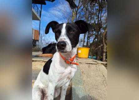 Aufgeweckter Junghund Ozzy