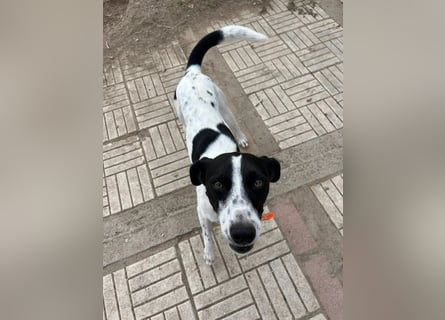 Ozzy - aufgeweckter Junghund sucht seine Menschen