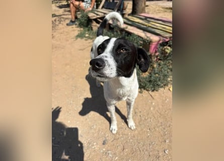 Ozzy - aufgeweckter Junghund sucht seine Menschen