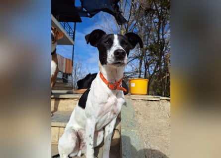 Aufgeweckter Junghund Ozzy