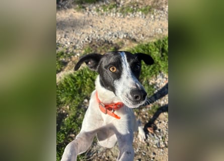 Aufgeweckter Junghund Ozzy