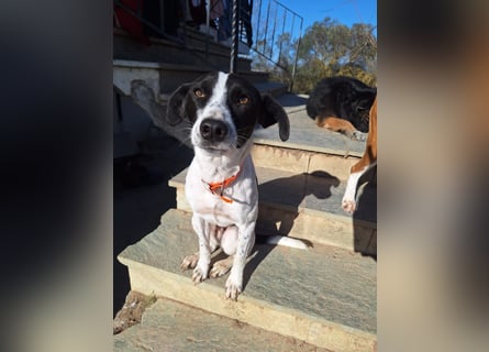 Aufgeweckter Junghund Ozzy