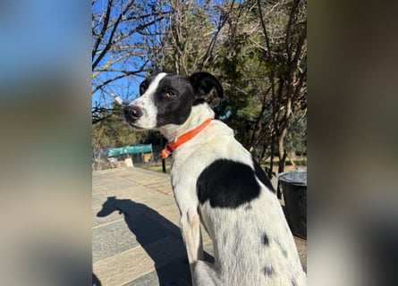 Aufgeweckter Junghund Ozzy