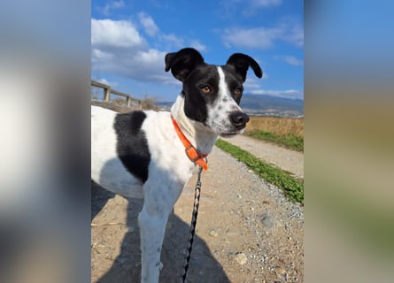 Aufgeweckter Junghund Ozzy