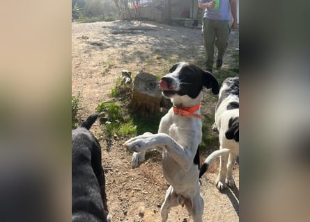 Ozzy - aufgeweckter Junghund sucht seine Menschen