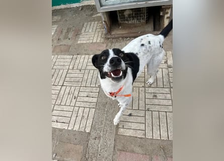 Ozzy - aufgeweckter Junghund sucht seine Menschen